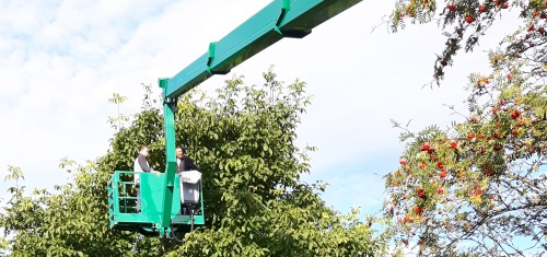 Baum- und Pflanzenpflege